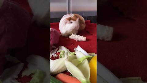 Guinea pig buffet is served