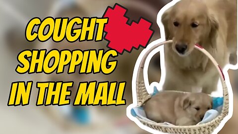 Mama is shopping for his little puppy (son) 😂 || Funny animal videos 😂 || Cute animal videos ❤️