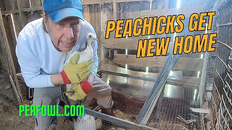 Peachicks Get New Home, Peacock Minute, peafowl.com