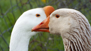 Farm Geese