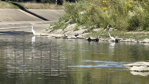 Two White Egret @ Humber River