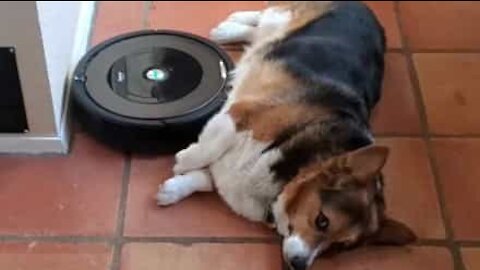 Hund bliver kløet på maven af en Roomba