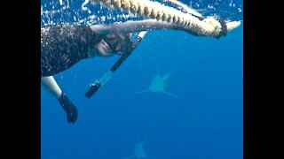 North Shore Shark Dive