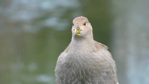 The Tasmanian Native Hen