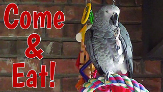 Hospitable Talking Parrot Enjoys Imaginary Dinner