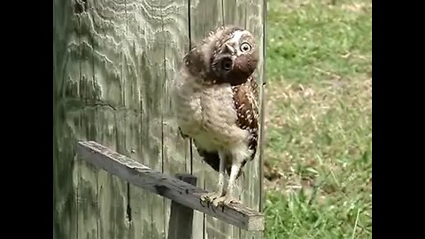 Puzzled🤨 look of Owl 🤯 - what is it