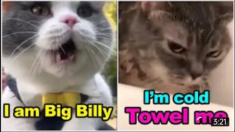 Cats Talking !! These cats can speak english better than human