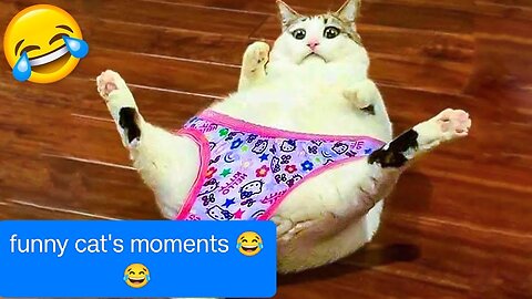 Funny cat's video|Watch and try not to laugh 🤣|funny animal videos 😂|