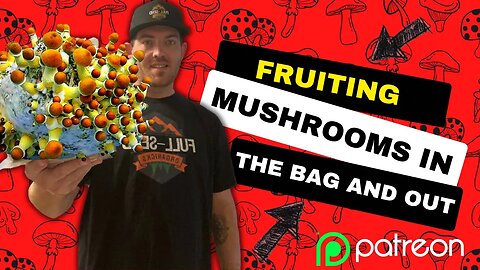 Fruiting a Mushroom Grow kit (IN THE BAG) Fullsend Step by Step for a TOP TIER Patreon