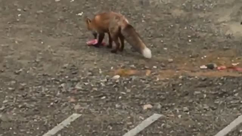 Stealthy Fox Had A Hankering For Pizza, So It Stole A Slice From A Car