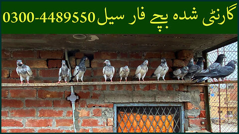 Baby Pigeons For Sale Watch In HD Urdu/Hindi