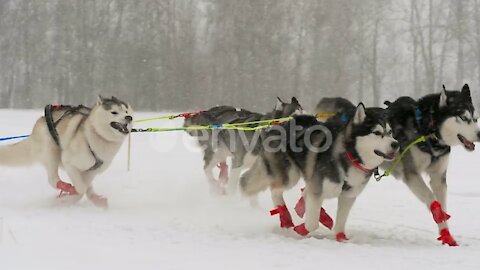 Team of husky sled dogs with dog driver