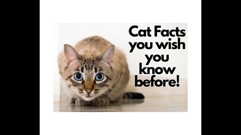 40 Awesome Cat Facts (Too cute not to watch!)