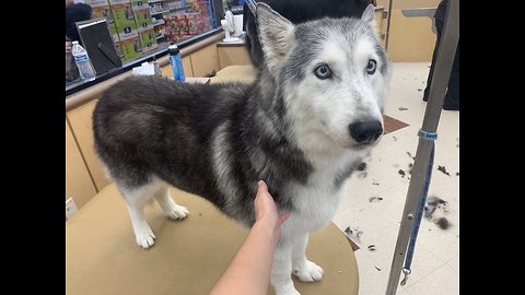 Blow drying a husky