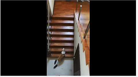 Extremely lazy corgi demands to be carried up stairs