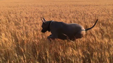 "Hopping Pit Bull In A Wheat Field"