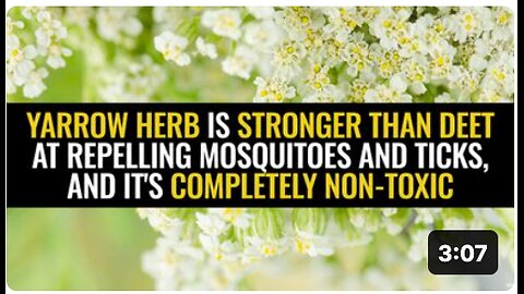 Yarrow herb is stronger than DEET at repelling mosquitoes and ticks, and it's completely non-toxic