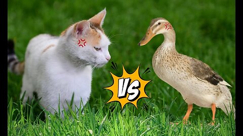 Cute Cat fight with Duck