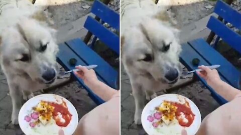 a girl feeds her beloved dog with a spoon