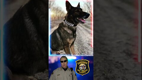 K9 Duke San Joaquin County Sheriff's Office, California End of Watch Sunday, February 19, 2023