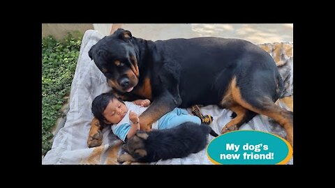 Dog showing agrression||funny dog video||cute dog||guard dog.