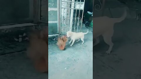 Funny Videos Dog vs Chicken