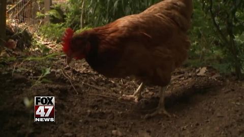 Multi-state salmonella outbreak linked to backyard chickens