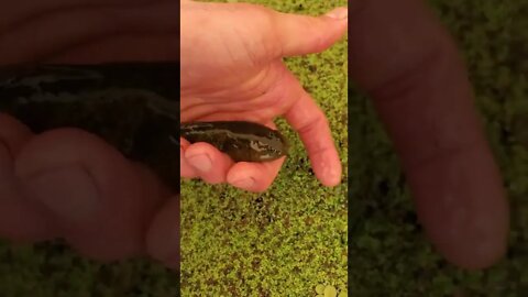 Cute large tadpole (bullfrog tadpole) ||baby frog|| #shorts