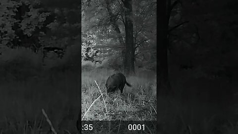 Ghost, 2 days of hunting and never saw a single pig