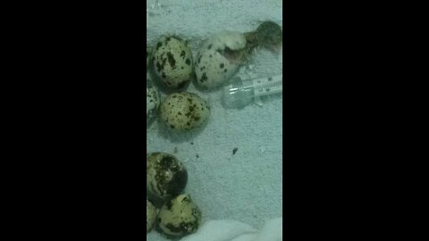 Baby quail hatching from egg