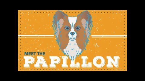 Papillon | CKC Breed Facts & Profile