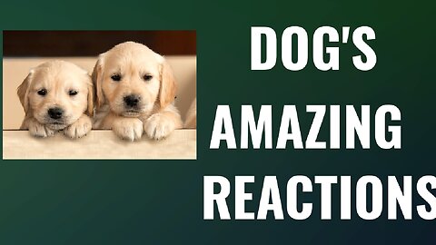 dog,s amazing videos