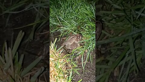 When The Chickens Are Away, The Toads Come Out And Play #toads