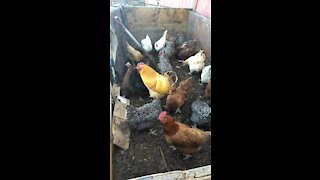 Chickens working compost. Sustainable farm.