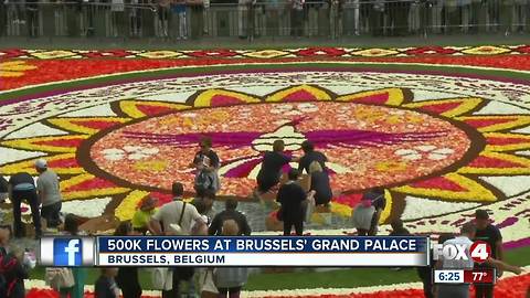 500k flowers on display in Belgium