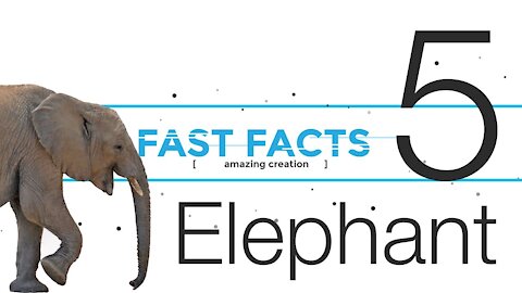 FFE5 | "Fast Facts" with Carl Kerby | Elephant | Episode 5