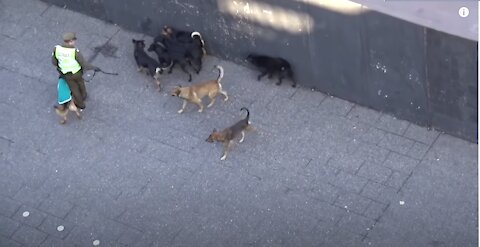 Policeman Attacked by a Pack of Stray Dogs