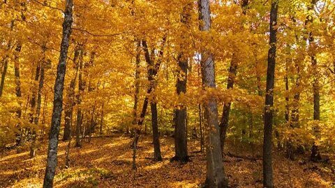 Random Autumn Color Scenes with Rain for Relaxation, Sleep and Stress Relief