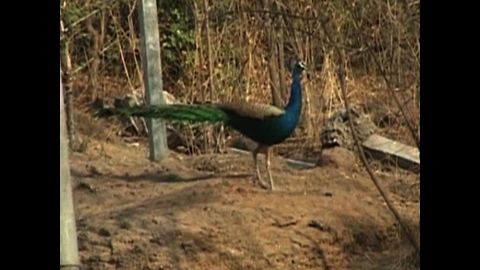 Man Takes Care Of 350 Peacocks