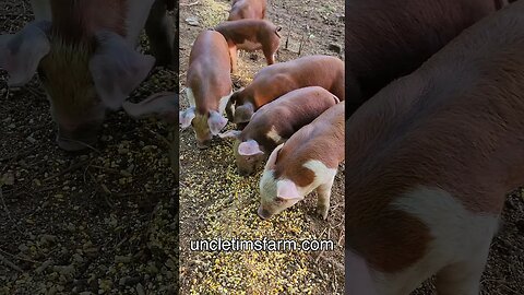 Piggies Eating Breakfast @UncleTimsFarm #kärnəvór #carnivore #shorts #hereford #freerangepigs