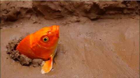 Golden Carp eel - Stop Motion ASMR Primitive Experiment Cooking Unbelievable fish eggs movement!