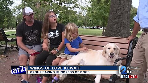 Wings of Hope Kuwait saving hundreds of dogs