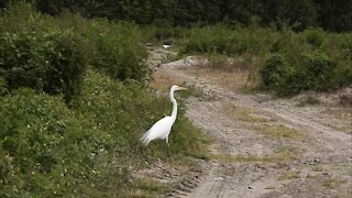 Shy Great Egret Hides