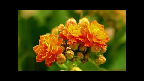 Beautiful Raining 🌧 on Flower with its Natural Sound 😍 💕