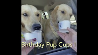 Golden retrievers birthday!