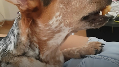 Polite dog eating with fork