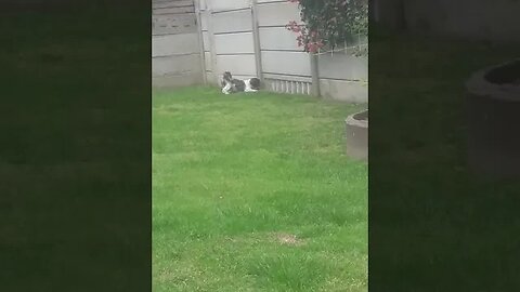 My Shi Tzu protecting my place everytime the garden service mowes the lawn next door