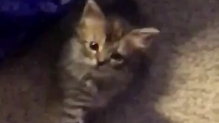 Copycat Kitten Preciously Mimics Owner's Hand Movements