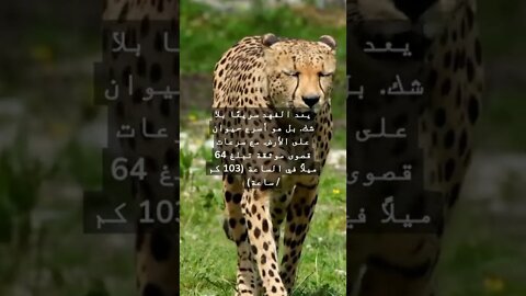 ما هو أسرع حيوان على وجه الأرض؟#shorts #funny