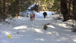 Trio of dogs trot through the snowy woods